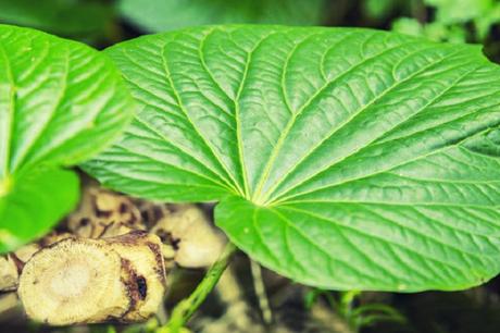 The Comparison Between Kava vs Kratom. Which Is Best?