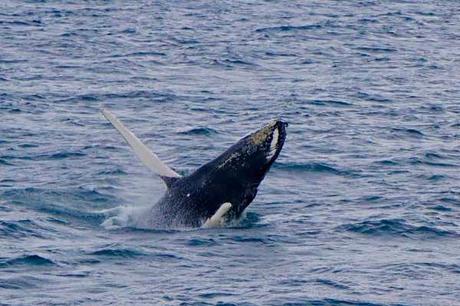 Where are the best places for whale watching in Australia?