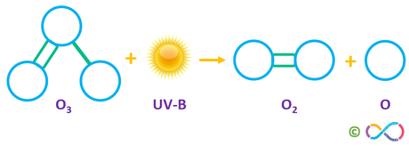 Ozone in the stratosphere absorbs much of the sun’s UV-B rays, splitting back into molecular and atomic oxygen.