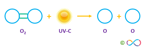 High-energy ultraviolet rays (UV-C) strike an oxygen molecule (O2), they split the molecule into two single atomic oxygen atoms.