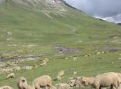 POEM: Sense Meadow [Day NaPoMo: Idyll]