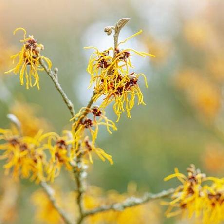 Does Witch Hazel Disinfect? Experts Explain Why It Can’t Kill Germs