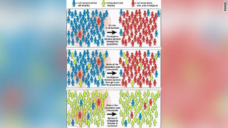 Herd immunity: Why some think it could end the coronavirus pandemic