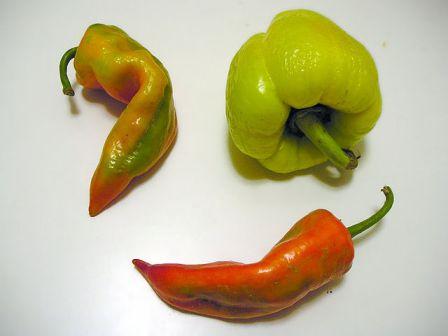 Paprika pepper