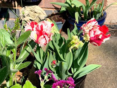 A conversion to parrot tulips
