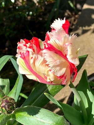 A conversion to parrot tulips