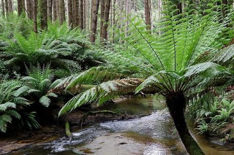 What Animals you can see at the Otway Ranges