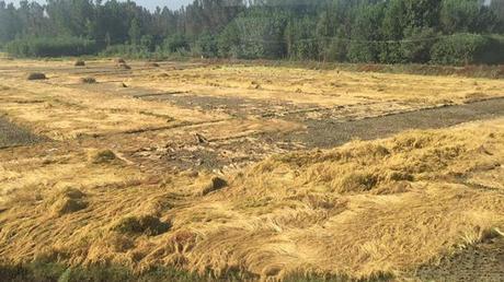 No. of people discharged from Tamil Nadu crossed 1000 .. positive signs - Covid 19