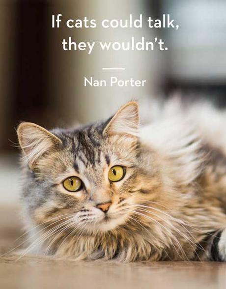 101 Purr-fect Cat Captions For Instagram Cats - Paperblog