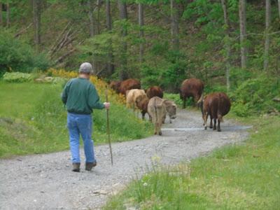 An Outage of Cows