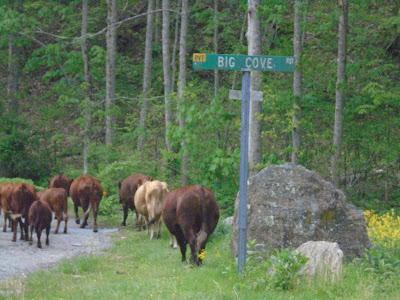 An Outage of Cows