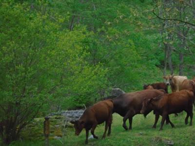 An Outage of Cows