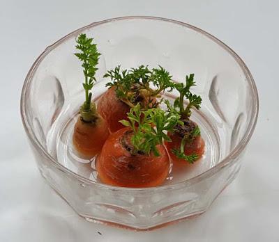 Projects for Kids: A GARDEN IN YOUR KITCHEN, Carrots