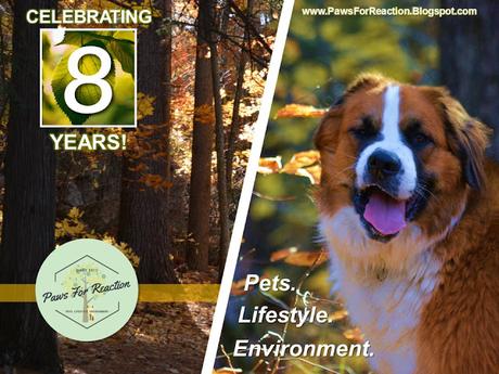 Paws For Reaction celebrates 8 years: Looking for blog submissions & blogger outreach