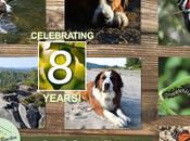 Paws Reaction Celebrates Years: Looking Blog Submissions Blogger Outreach