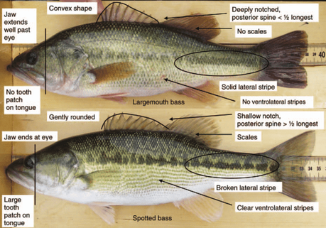 Largemouth vs Smallmouth Bass