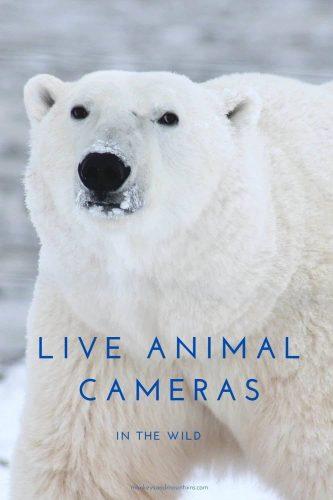 The Best Live Animal Cameras in The Wild for You to Watch