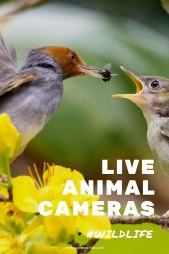 The Best Live Animal Cameras in The Wild for You to Watch