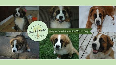 Paws For Reaction National Specially-abled Pets Day Saint Bernese
