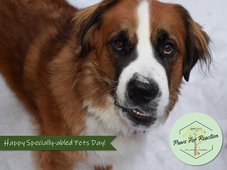 Paws For Reaction National Specially-abled Pets Day Saint Bernese