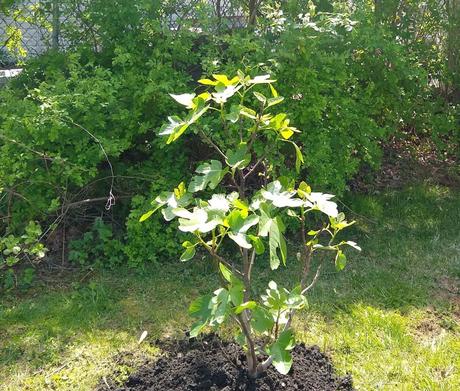 A Fig Tree Grows In..My Backyard
