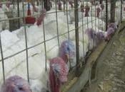 Poultry Waste Carcass Disposal Following Bird Loss