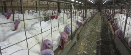 Poultry Waste – Carcass Disposal Following Bird Loss