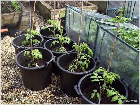 Planting tomatoes