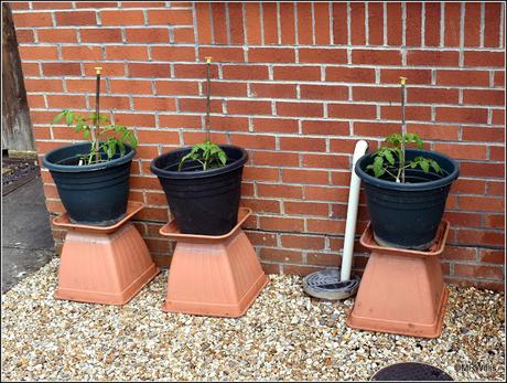 Planting tomatoes