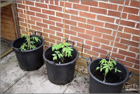 Planting tomatoes