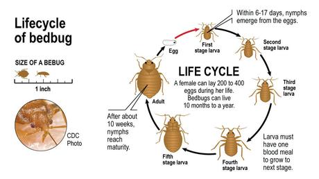 Life Cycle of a Bed Bug