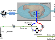 Artificial Womb Successfully Gestates Baby Sheep