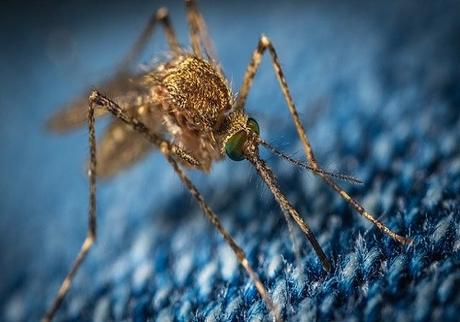 Mosquitoes As Carriers of Diseases: Can They Spread Coronavirus?