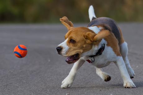 #Photos Go fetch #Dogs catching balls