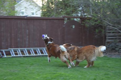 #Photos Go fetch #Dogs catching balls