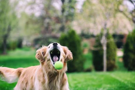 #Photos Go fetch #Dogs catching balls