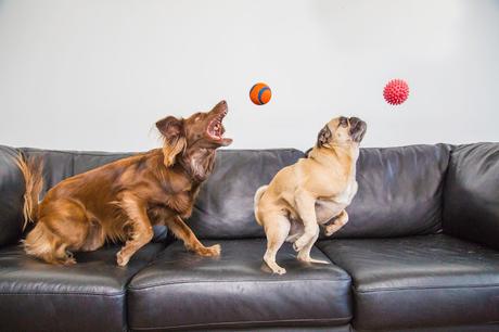 #Photos Go fetch #Dogs catching balls