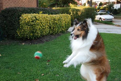 #Photos Go fetch #Dogs catching balls