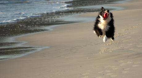 #Photos Go fetch #Dogs catching balls