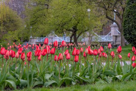 Spring Tulip Bloom | May 6, 2020