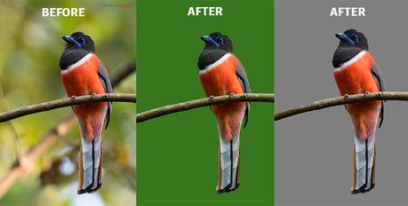 Photoworks Change Background Before After Image