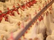 Southeast Asia Driving Poultry Consumption Growth