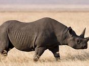 Botswana Corona Saving Black Rhinos