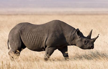 Botswana - Corona to  saving  black rhinos  !
