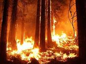 Scientists Warn Logging Native Forests Makes Australian Bushfires More Severe Devastating