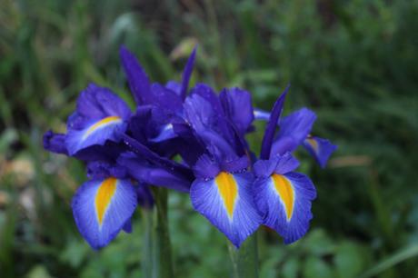 Six on Saturday – Irises