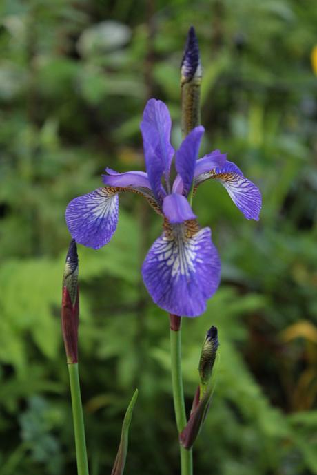 Six on Saturday – Irises