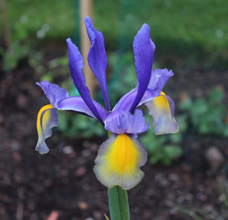 Six on Saturday – Irises