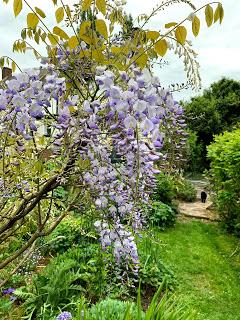 A wisteria called Patience