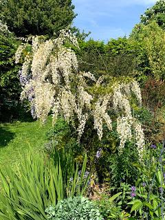 A wisteria called Patience